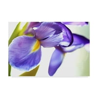 Marcă comercială Fine Art 'Purple Orchid' Canvas Art de Incredi